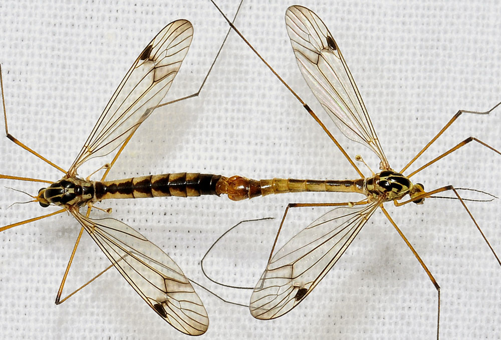 Tipulidae